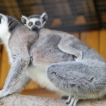 Кошачий лемур с детенышем