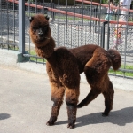 Альпака