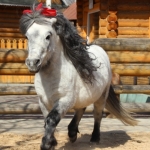 Пони