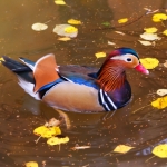Мандаринка