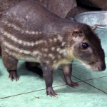 Пака