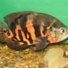 Астронотус (Astronotus ocellatus)