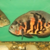 Астронотус (Astronotus ocellatus)