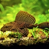 Парчовый птеригоплихт (Pterygoplichthys gibbiceps)