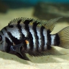 Цихлазома чернополосая (Cichlasoma nigrofasciatum)