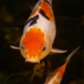 Карп кои (Cyprinus carpio haematopterus )