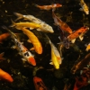Карп кои (Cyprinus carpio haematopterus )