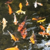 Карп кои (Cyprinus carpio haematopterus )