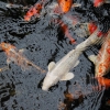 Карп кои (Cyprinus carpio haematopterus )