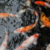 Карп кои (Cyprinus carpio haematopterus )