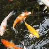 Карп кои (Cyprinus carpio haematopterus )