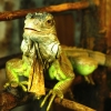 Игуана зелёная (обыкновенная) (Iguana iguana)
