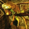 Игуана зелёная (обыкновенная) (Iguana iguana)