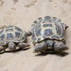 Среднеазиатская черепаха (Testudo (Agrionemys) horsfieldii)