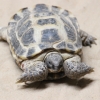 Среднеазиатская черепаха (Testudo (Agrionemys) horsfieldii)