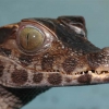 Гладколобый кайман Шнайдера (Paleosuchus trigonatus)