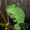 Йеменский хамелеон (Chamaeleo calyptratus)
