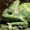 Йеменский хамелеон (Chamaeleo calyptratus)
