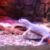 Эублефар пятнистый (Eublepharis macularius)