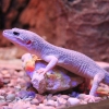 Эублефар пятнистый (Eublepharis macularius)