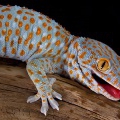 Геккон токи (Gekko gecko)