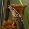Мастацембел панцирный (Mastacembelus armatus)
