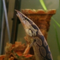 Мастацембел панцирный (Mastacembelus armatus)