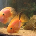 Попугай трехгибридный (Cichlasoma erythraeum х Cichlasoma severum х Cichlasoma fenestratum)