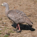Куриный гусь (Cereopsis novaehollandiae)