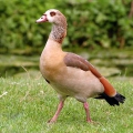 Египетский гусь (Alopochen aegyptiacus)