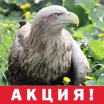 Скидка 50% для обладателей имён на букву "Ж" и "В"!