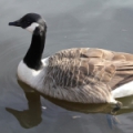 Канадская казарка (Branta canadensis)