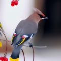 Свиристель (Bombycilla garrulus)