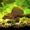Парчовый птеригоплихт (Pterygoplichthys gibbiceps)