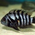 Цихлазома чернополосая (Cichlasoma nigrofasciatum)