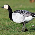 Казарка белощёкая (Branta leucopsis)