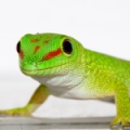 Геккон мадагаскарский (Phelsuma madagascariensis)