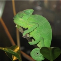 Йеменский хамелеон (Chamaeleo calyptratus)