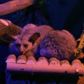 Толстохвостый галаго (Otolemur crassicaudatus)