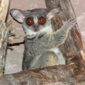 Сенегальский галаго (Galago senegalensis)