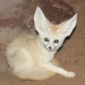 Фенек (Vulpes zerda)