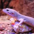 Эублефар пятнистый (Eublepharis macularius)