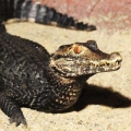Гладколобый кайман Шнайдера (Paleosuchus trigonatus)