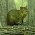 Агути оливковый (Dasyprocta azarae)