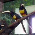 Черногорлый арасари (Pteroglossus aracari)