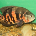 Астронотус (Astronotus ocellatus)