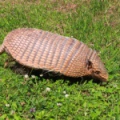 Шестипоясный (Желтый) Броненосец (Euphractus sexcinctus)