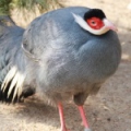 Синий ушастый фазан (Crossoptilon auritum)