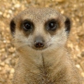 Сурикат (Suricata suricatta)
