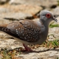 Бриллиантовая горлица (Geopelia cuneata)